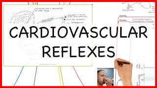 CARDIOVASCULAR REFLEXES PHYSIOLOGY SERIES [upl. by Celio]