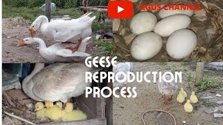 GEESE REPRODUCTION PROCESS [upl. by Adlig304]