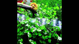 Emersed to Submersed aquarium plants plantedtanksetup plantedaquarium aquarium plantedtanks [upl. by Lisa]