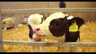 Calf Rearing  Routine Calf Management [upl. by Nazay]