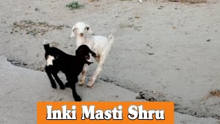 Goat New Born Babies Ki Masti Shru 😍 goat animal pets [upl. by Hakaber]