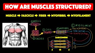 Skeletal muscle structure [upl. by Perloff857]