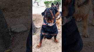 Rottweiler Bubzee Has Biggest Chest 💪 In India 🇮🇳 shorts dogs rottweiler youtubeshorts [upl. by David268]