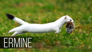 ERMINE in Action The cunning friend of the marten who hares rabbits and squirrels [upl. by Sabino]