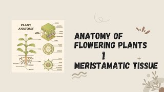 Anatomy of flowering plants Chapter 6Meristematic tissue [upl. by Hcirdla]