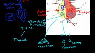 Hypothalamus amp Pituitary Physiology [upl. by Yelsna721]