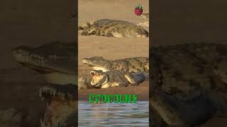 Crocodile Adventures A Fun Introduction for Kids [upl. by Tips427]