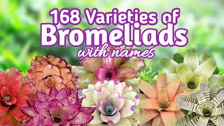 168 Bromeliad Varieties with Names I PlantFactory [upl. by Araiet]