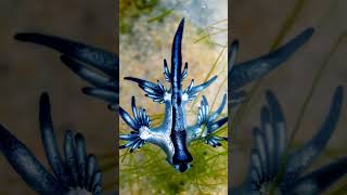 GLAUCUS ATLANTICUS  The Blue Dragon [upl. by Juana655]