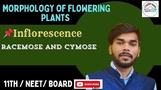 Inflorescence  Morphology of the flowering plants ☘️  Class 11 Biology  NEET  JAC Board [upl. by Lamaj]