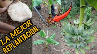 COMO REPLANTAR UNA MATA DE PLATANO O BANANA CORRECTAMENTE RULO CAMPOTV [upl. by Budge264]