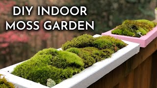 How To Grow Indoor Live Moss Garden  Where To Find Moss  Moss Care Tips  DIY Moss Tray [upl. by Eux]