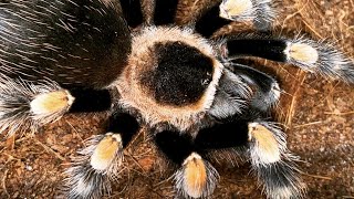 Tarantula Care  Mexican Red Knee Brachypelma hamorii Juvenile [upl. by Henrique]