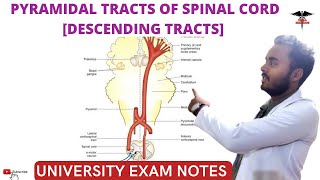 Descending Tracts of Spinal Cord  Pyramidal Tracts CNS Physiology [upl. by Menedez877]