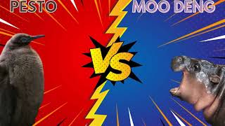 PESTO vs MOO DENG [upl. by Tai]