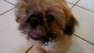 Lucky The Shih Tzu Puppy Barking [upl. by Enahpets857]