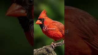 Cardinal Bird Song  Northern Cardinal Song [upl. by Garbers]