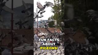 Facts about pigeons  funfacts factsoftheday explore exploremore didyouknow animalbehavior [upl. by Ciapas]