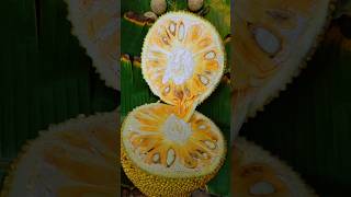 Jackfruit Cut amp Eating in Village🔥😋 jackfruit village foodie villagecooking cookingshorts [upl. by Lundeen]