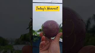 First Harvest of September 24 brinjal easy gardening [upl. by Lekim]