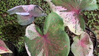 SALE CALADIUM MURCE🔥🤩 [upl. by Lenhart]