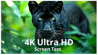 🌍 4K Ultra HD Screen Test  Unleash the True Power of Ultra HD ✨ [upl. by Westleigh]