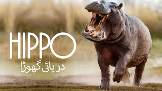 دریائی گھوڑا، دنیا کا دوسرا بھاری جانور Hippopotamus Second Heaviest Living Animal Daryai Ghora [upl. by Mcneil]