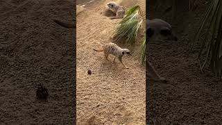 Adorable Meerkat Playtime at Kolmården Zoo meerkat meerkatmischief sweden nature [upl. by Polloch]