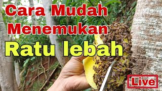 cara mudah mencari ratu lebah [upl. by Aynam]