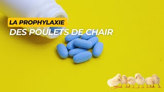 La prophylaxie médicale en élevage des poulets de chair [upl. by Kriss]