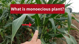 What is monoecious plant [upl. by Htabmas927]