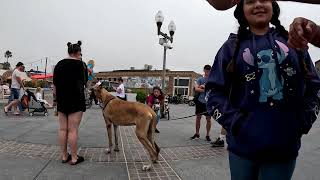 Cash 20 Great Dane at the Strand in Hermosa Beach 3 [upl. by Othelia]