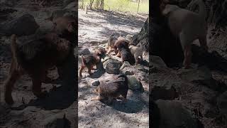 Labradoodles puppies at play [upl. by Fairley758]