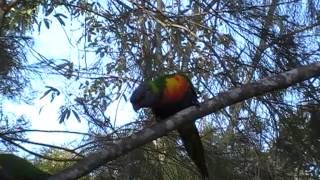 funny drunk lorikeet dancing   Trichoglossus haematodus [upl. by Otecina]