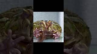 frogs love lobsters Pacman frog  African bullfrog【LIVE FEEDING】 [upl. by Jillie]