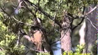 Crested Bellbird Oreoica gutturalis [upl. by Irtemed]