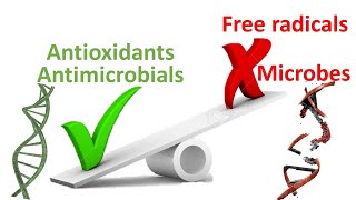 antioxidant and antimicrobial activities of Rhamnus alaternus L extracts [upl. by Klute367]