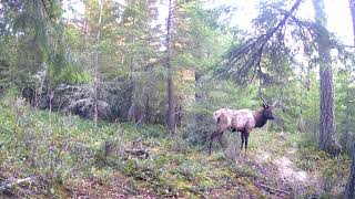 Kapowsin Elk Bugle [upl. by Zach]