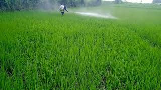 spraying insecticide to rice plants [upl. by Avruch]