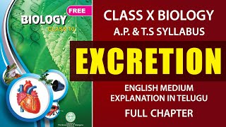 Excretion Full chapter Human excretory system Explanation in telugu  AP amp TS class 10 Biology [upl. by Jarnagin197]