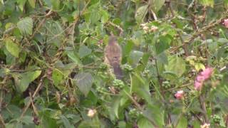 Birds of India  Bulbuls Thrushes Starlings [upl. by Weiner284]