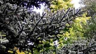 Abies pinsapo Glauca Blue Spanish Fir [upl. by Sadoff]