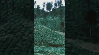 Valparai music travel nature viral beautiful [upl. by Tterrab]