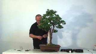 Bonsai  Scheinzypresse Teil 3 by Merlin [upl. by Leonie]