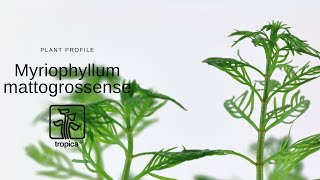 Myriophyllum mattogrossense [upl. by Nosnev]