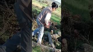 CHAIN SEW LOGS CUTTING viralvideo farming hardworks farmwork agriculture fieldwork viralvideo [upl. by Enilada]