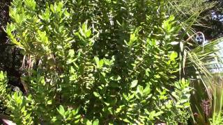 Laurus nobilis Bay Laurel Sweet Bay Tree [upl. by Vanden]