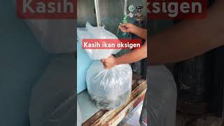 Packing ikan ditambah dengan oksigen kedalam plastik videoshort [upl. by Chatav]