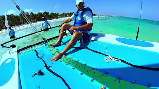 Hobie Sailing Moroma Beach Riviera Maya Mexico [upl. by Russian]