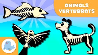 ANIMALS VERTEBRATS per a nens en català  Mamífers aus rèptils peixos i amfibis [upl. by Aekal871]